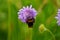 A  bumblebee on a field scabious