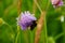 A  bumblebee on a field scabious