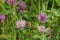 Bumblebee flies on mauve, violet of coloured meadows clover blossom, on meadow
