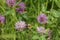 Bumblebee flies on mauve, violet of coloured meadows clover blossom, on meadow