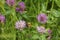 Bumblebee flies on mauve, violet of coloured meadows clover blossom, on meadow