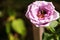 bumblebee flies near a pale pink rose