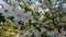 Bumblebee flies from one flower to another on a swinging branch on a tree,