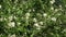 Bumblebee flies over jasmine flowers and collects nectar