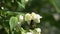 Bumblebee flies over jasmine flowers and collects nectar