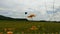 bumblebee flies over a stretch of rice field