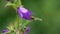 Bumblebee flies to the flower of Giant Bellflower Campanula latifolia and pisses in flight, slow motion.  Slowed down  16 times