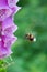 Bumblebee in flight near a flower of digitalis