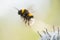 Bumblebee in flight, takes off from a flower collecting honey,background