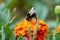 Bumblebee on flower collecting nectar. Shaggy bumblebee on yellow diasy