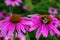 Bumblebee on flower Echinacea purpurea. Flower fields of medicinal plants.