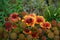 Bumblebee on a flower. Large-flowered cockade flower `Kobold`, bot. Gaillardia x grandiflora `Kobold`, in garden. Germany