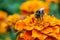 Bumblebee on a flower