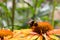 Bumblebee on a flower macro. Bumblebees collect nectar from flowers on a Rudbeckia