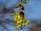 Bumblebee on a flower of a maple tree in spring