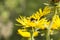 Bumblebee on the flower of the medicinal plant inula helenium