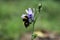 Bumblebee on a flower, seeking nectar on purple flower