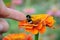 Bumblebee on the flower of zinnia