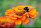 Bumblebee on the flower of zinnia