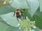 Bumblebee on a Flowering Plant