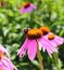 Bumblebee on flowers of Echinacea purpurea