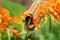 Bumblebee on the flowers Honeysuckle Brown