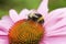 Bumblebee flowers stamp