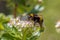 Bumblebee and Flowes Macro