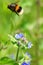 Bumblebee flying away from wild flower