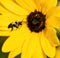 Bumblebee flying by large Sunflower head