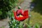 Bumblebee flying out of a poppy flower