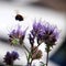 Bumblebee flying over purple phacelia honey flower