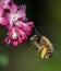 Bumblebee flying to a flowering currant