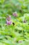 Bumblebee Flying to a Pink Hemp-Nettle Flower