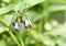 Bumblebee flying to a purple comfrey flower