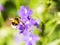 Bumblebee flying to a purple flower