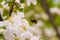 Bumblebee flying to the white flower close up