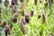 Bumblebee flying towards lavender flowers