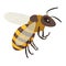 Bumblebee flying wild insect with wings paws and antennae vector flat illustration honeybee