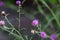 Bumblebee foraging a brownray knapweed