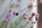 Bumblebee foraging a lavender