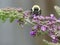 Bumblebee Full Front on a Butterfly Bush cluster of purple flowers
