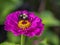 Bumblebee in garden