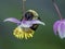 Bumblebee in garden