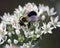 Bumblebee on garlic chive plant