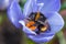 Bumblebee gather pollen in spring