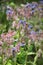 Bumblebee gathering in borage flowers