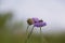 Bumblebee gathering honey on the purple cornflowers