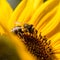 A bumblebee gathering nectar from a bright yellow sunflower