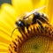 A bumblebee gathering nectar from a bright yellow sunflower